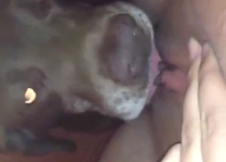 Sexy-looking and super-skilled dog licks her