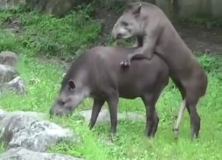 Tapir porn showing sexy, cute animals fucking