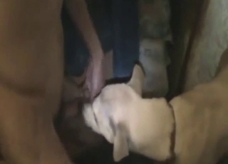 Hard pussy fuck session with a brown dog taking it