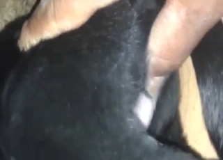 Dog's oozing, musky hole is used for pleasure