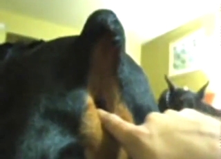 Zoo porn looks great with that black dog cumming
