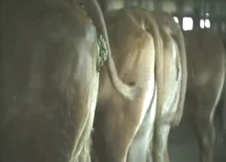 Zoophile folks will appreciate a cow shitting