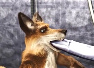 Zoo porn shows a furry creature getting off