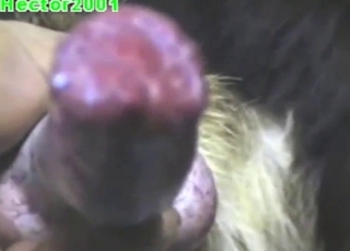 Zoo porn shows a guy jerking a dog's big dick