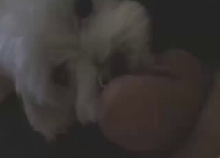 Zoo XXX dealing with a sexy dog licking dick