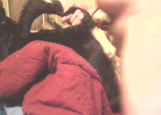 Zoo porn shows tail-pulling super-hard fucking