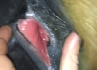 Dude wants to push his cock in a mare's vag