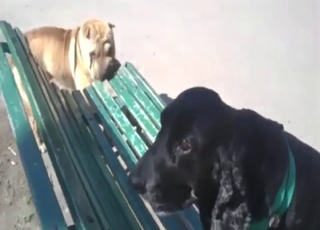 Public video that shows a dog teasing with hard-on