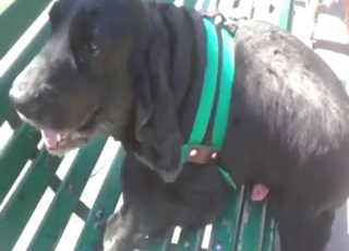 Public video that shows a dog teasing with hard-on