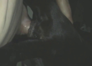 Dude using his huge cock to fuck a Doberman