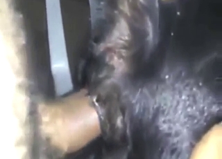 Impressive zoo sex with a guy and his big dick