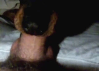 Oral bestiality sex with a dog that sucks well