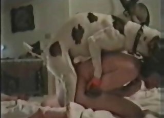 The penis of this large hound is jerked off