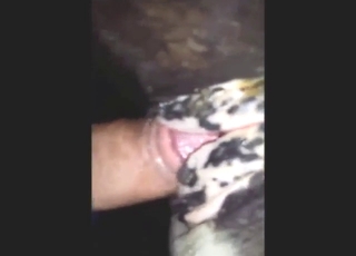 Foreplay and teasing in legit zoophile porn