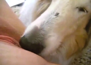 Hard-working doggo licking that zoophile vag