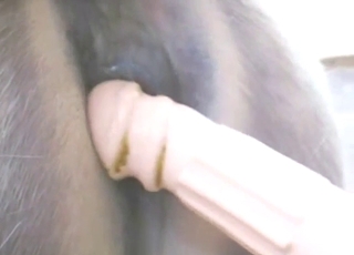 Horse zoo porn shows a sexy animal cumming