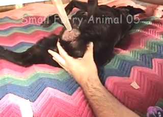 Build-up to hot bestiality sex: dog gets teased