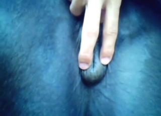 Horse pussy presentation and then hard sex