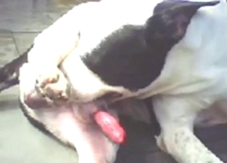 Solo Pitbull sucking his own penis for fun