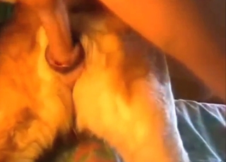 Dog-fucking guy is going to make it scream