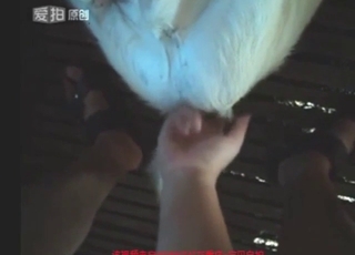 Dude uses his cock to fuck-punish a sexy goat