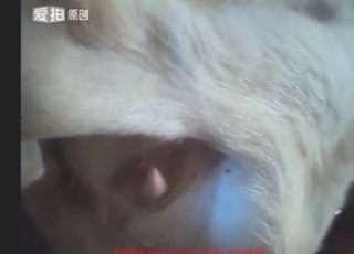 Dude uses his cock to fuck-punish a sexy goat