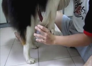 Dog enjoys a nice jerk-off sesh with a creep