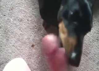 Bestiality sex with a black dog licking his cock
