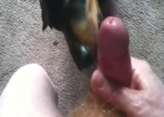 Bestiality sex with a black dog licking his cock