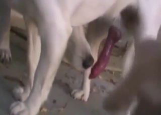 Zoophile must-see with a white dog being pleased