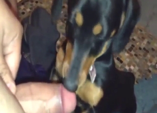 Zoophile flaunts that dick in front of a dog