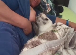 Zoophile feeds her milky tit to a fucking cat