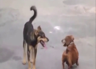 Zoo XXX movie showing a hot beast fucking