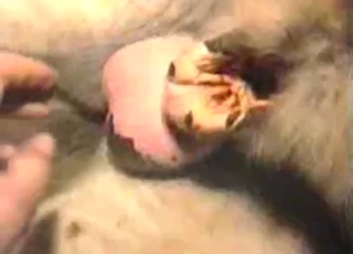 Zoophile porn featuring a horse that needs JERKING