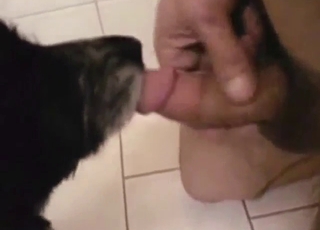 Sublime bestiality porn shows a nice licking sesh