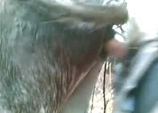 Zoophile porn with donkey fucking, it's mad