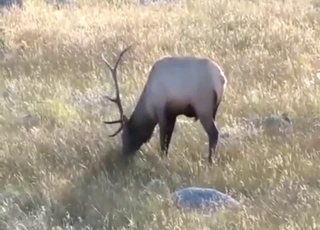 Bestiality porn with an elk that has a sexy body