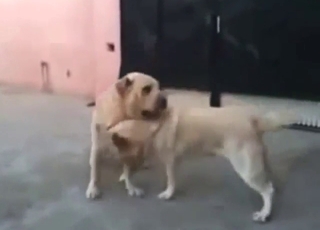 Bestiality porn shows two dogs mating outside