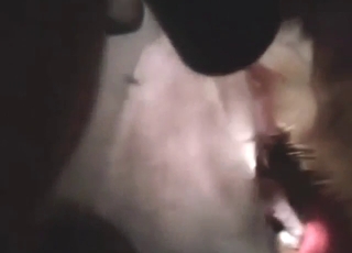 Zoo porn shows a sexy dog getting fucked