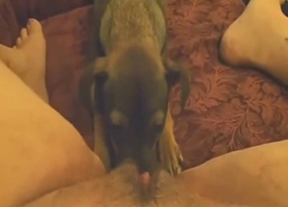 Zoophile porn shows us what a real slut does