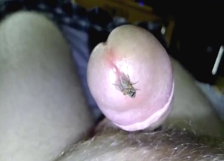 Bestiality porn from a guy with a fly fetish