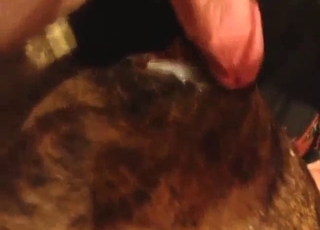 Zoo XXX shows a guy fucking that Pitbull deeper