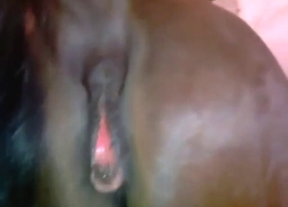 Zoo XXX movie with a horse gushing hot piss