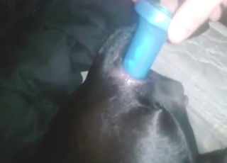 Zoo sex anal porn with a black dog that gets off