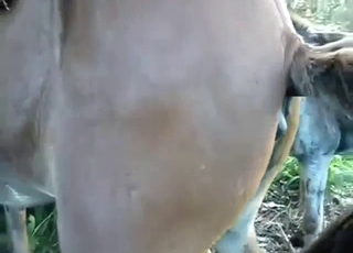 Horse with a wet pussy gets fucked by donkey