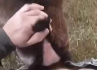 Dude fucks a brown goat's ass from behind