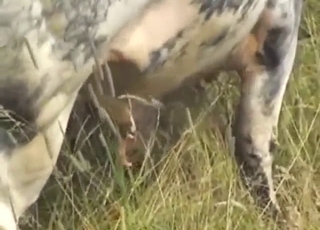 Bull cock is a treat for every single zoophile