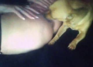 Foreplay in bestiality sex with a sexy doggo