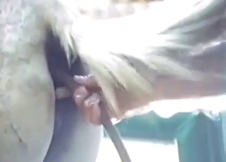 Fun bestiality sex with an enema for a horse