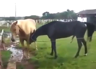 Every zoophile turns into a voyeur for horses